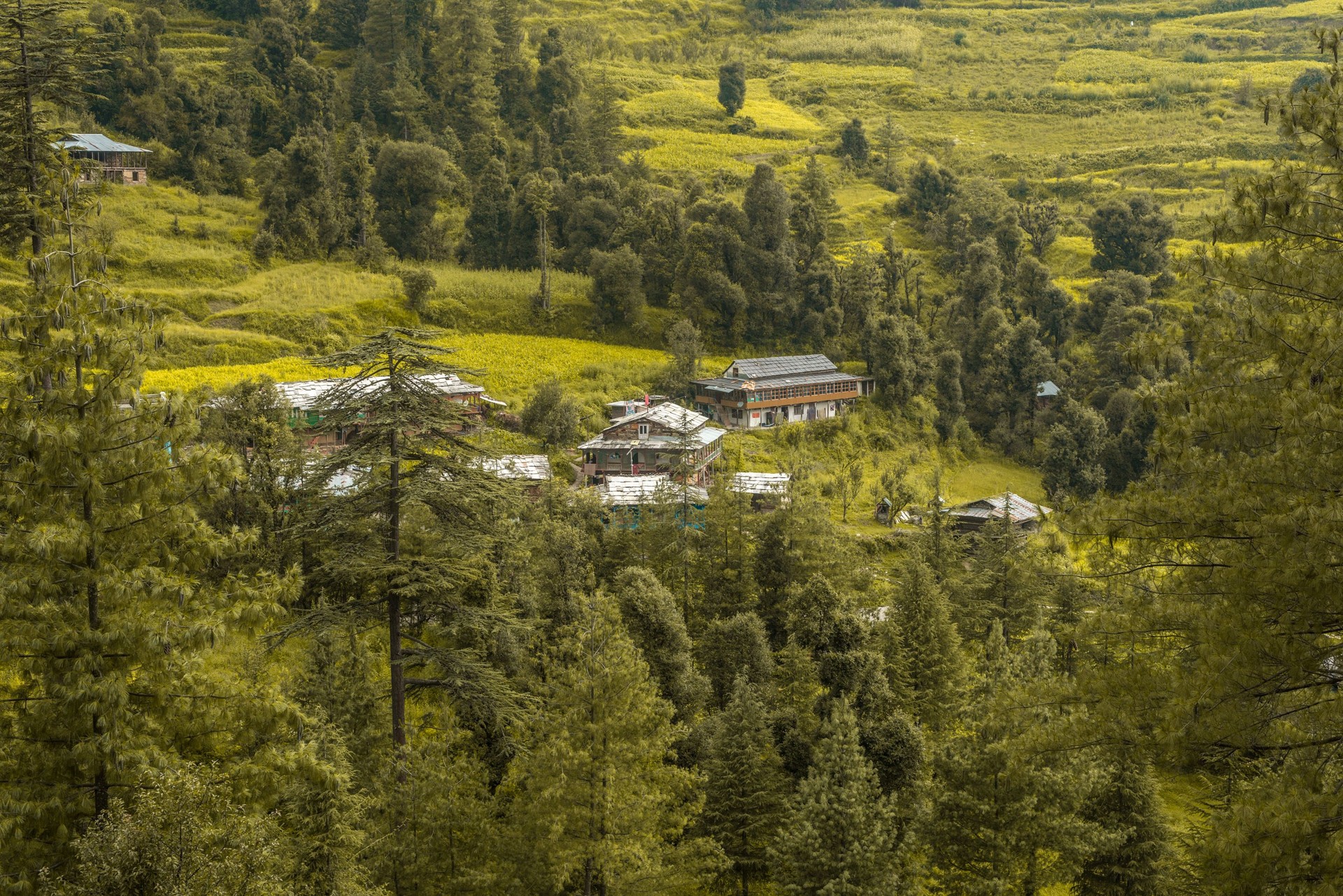 A Beautiful Village Surrounded by Deodar Tree in Himalayas, Sainj Valley, Himachal Pradesh, India